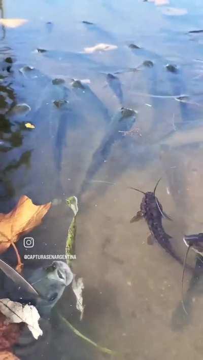 Una tarde (cualquiera) en el tigre...