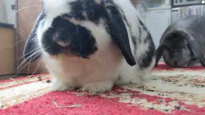 Bunny ASMR