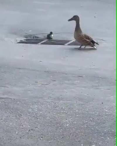 Poor duckies.