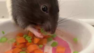 Junior searching for peas 🐀