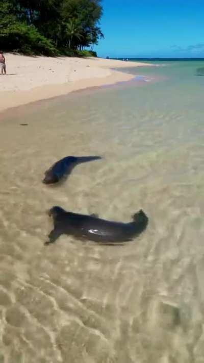 Endangered Hawaiian monk seals 🦭