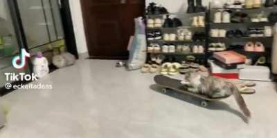 Normal Cat Greetings