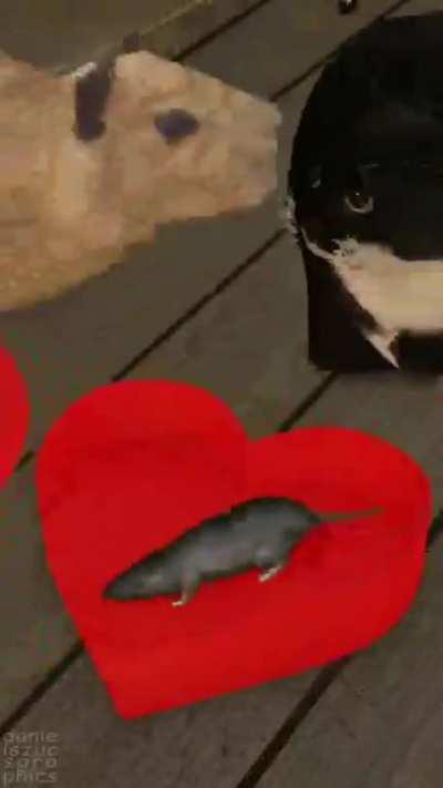 How to feel to drinke the goyer