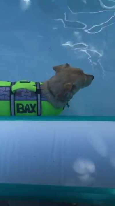 My formerly paralyzed dog doing at-home hydrotherapy!