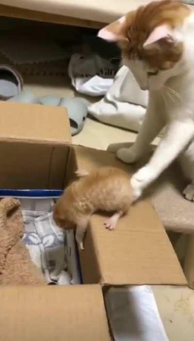 cat touch the kittien