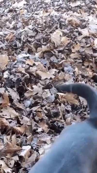 Зубастый ушел?