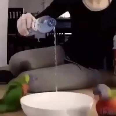 Dois passarinhos cultuando uma tigela com água