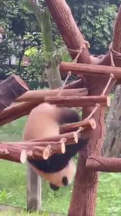 always wondering how does this species survive in the wild