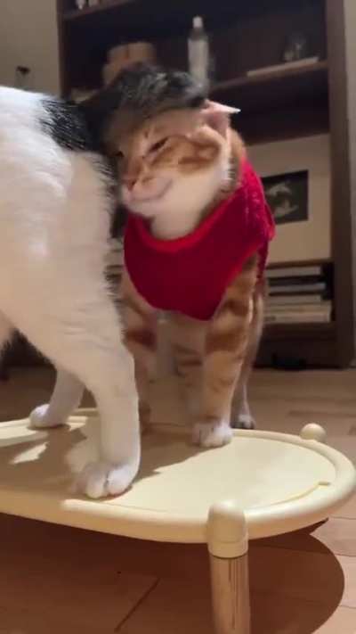 It’s getting coyeld outside, remember to wear your sweaters…