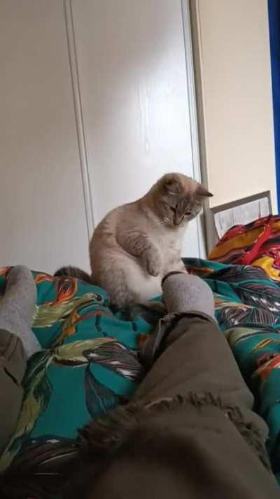 This might be the best video of my cats I've ever taken