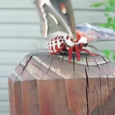 Cecropia moth is the largest moth found in North America