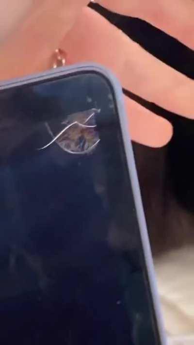 Кот сожрал ноутбук