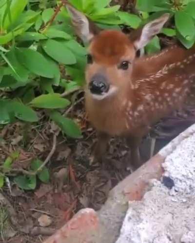 veado fofo