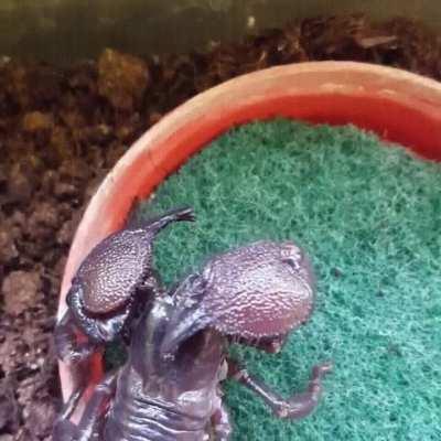 An African rough burrower scorpion cleaning and polishing its huge claws. This scorpion relies more on its claws to crush its prey than using its stinger, though it will use both if necessary.