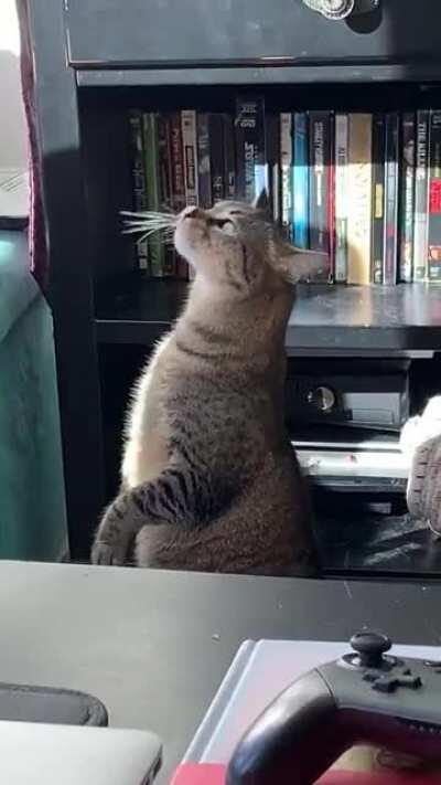 Butters mesmerized by a leaf on her nose