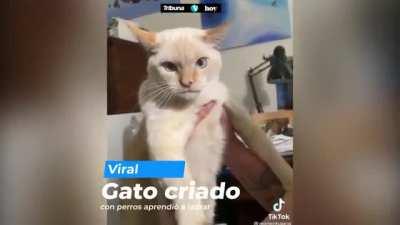 Se ve bien bonito 😻👉⭕