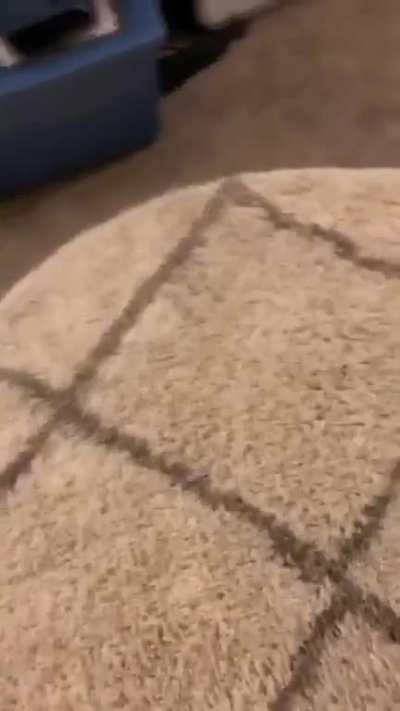 Burn the carpet