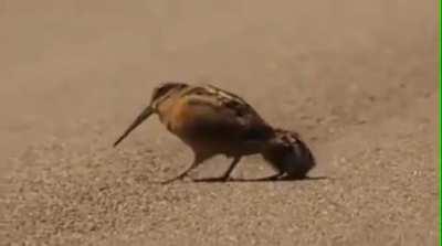 Американский вальдшнеп ищет червячков