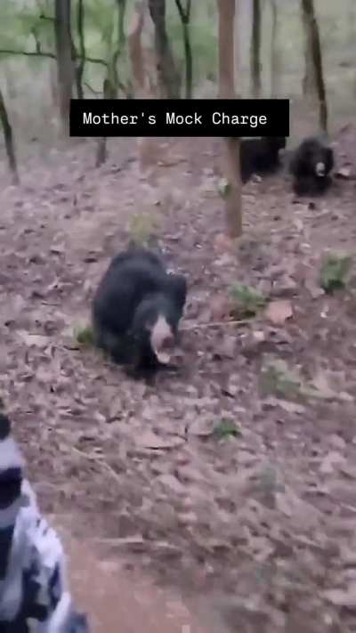 🔥 Mother Sloth Bear with cubs charges a safari vehicle - Koka Wildlife Sanctuary, Maharashtra