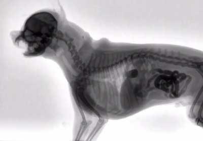 Veterinary Fluoroscopy of a dog eating food
