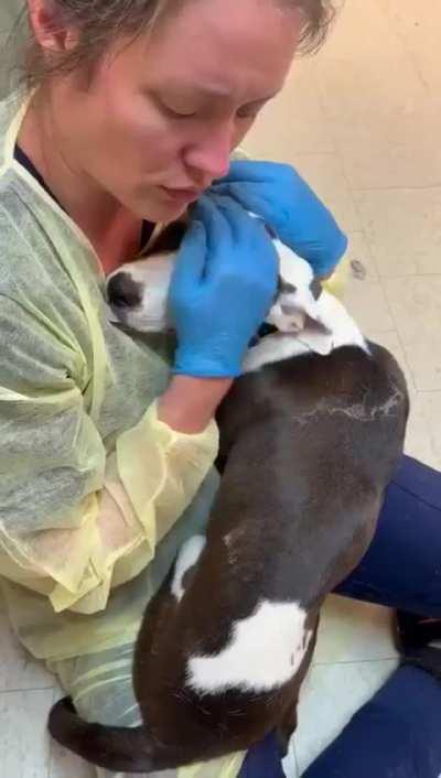 Caring Shelter Worker Taking The Time To Comfort A Nervous Shelter Dog