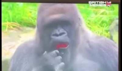 Invest in Disgusted Gorilla