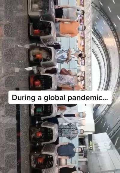 A soldier made a friend while deployed in the desert and brought him home. This dog couldn’t be happier