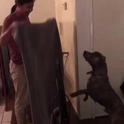 HMC while doing a trick for the dog.