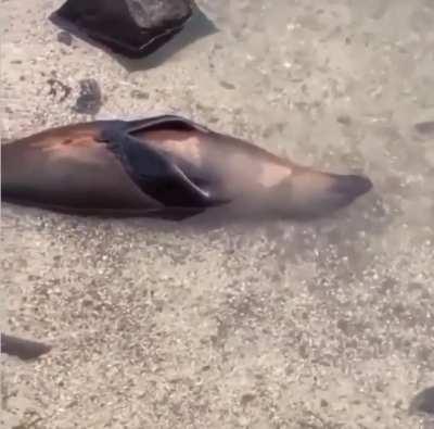 🔥 This seal has reached peak level of chill