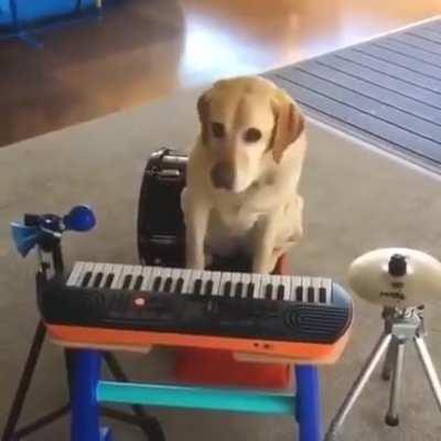 dog band