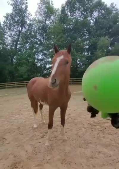 That horse knew what he was doing