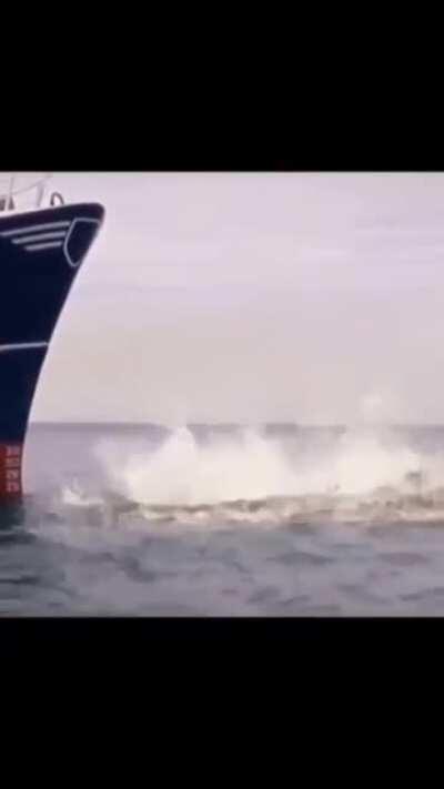 ula hamsi tuttum seni