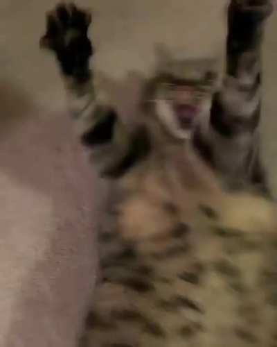 Let him catch it goddamn!!!🥺