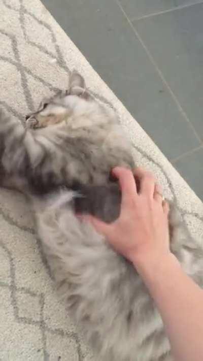 Scratching this belly offering is my favorite part of the day.