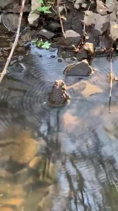 A frog croaking, and the water is showing showing it with waves