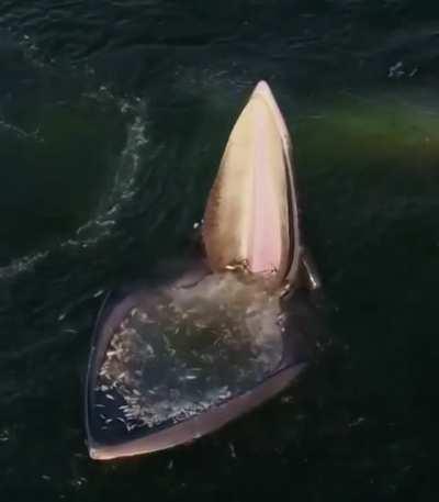 Live look at whales accumulating cheap Bitcoin — HODL!