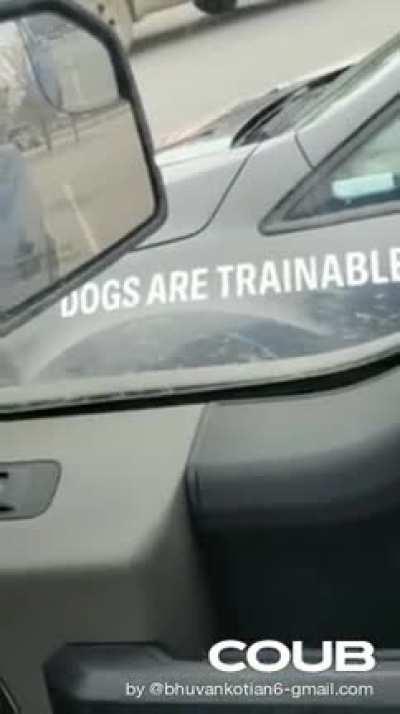 Dogs are trainable