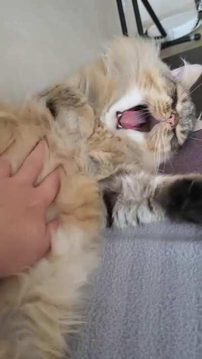 Nafantik: Sweet yawns 🐾😽