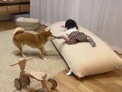 hELpLEss chILD cOLLAPSEs, SCreAMs iN PaIn aS wiLD DOG ripS heR foot oFF