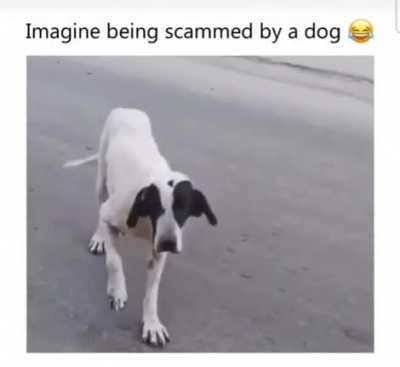 He knows the routine