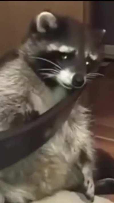 Step 1: Wake Up, Step 2: 😐