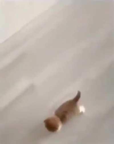 Smol kitty, big leap