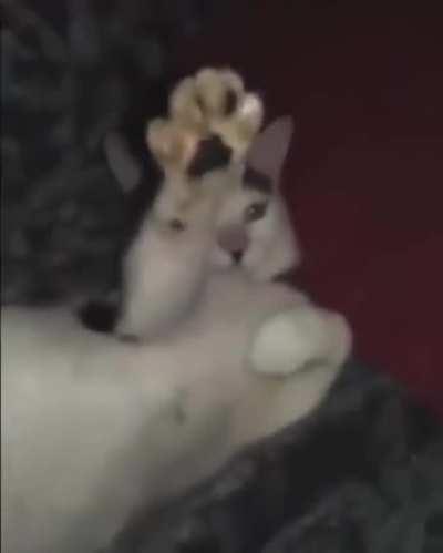 Blursed hitler cat