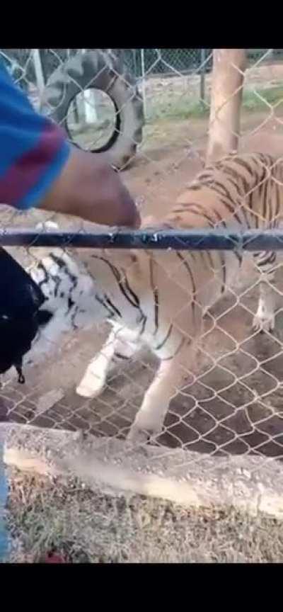 for sticking your arm into a tiger exhibit