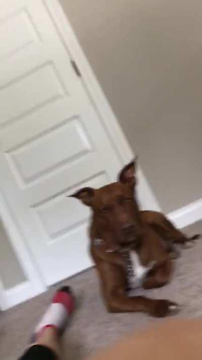 My dog hates when I try to kill flys for some reason