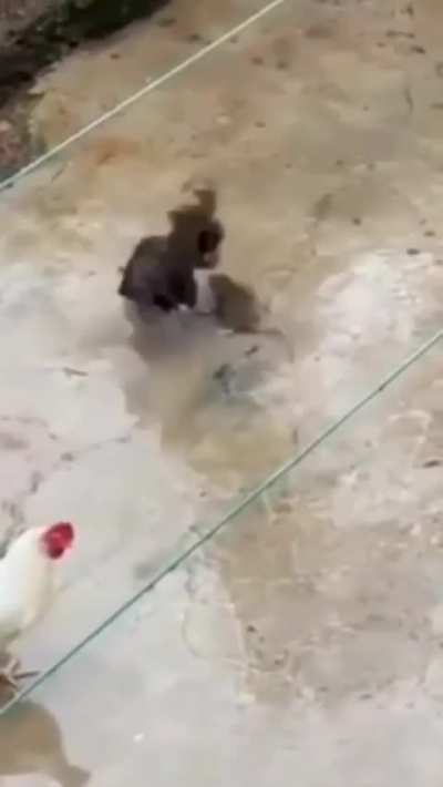 A rat enters the wrong coop—two chickens chase, peck, and defeat it in a surprising show of dominance.