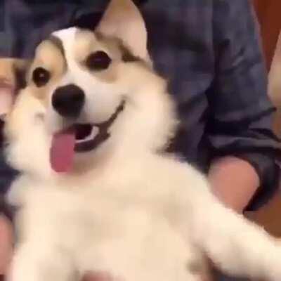 Happy Doggo