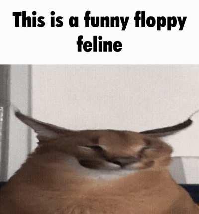 What a funny looking feline part 2