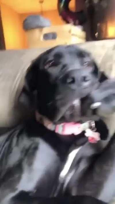 Dog pondering the meaning of life