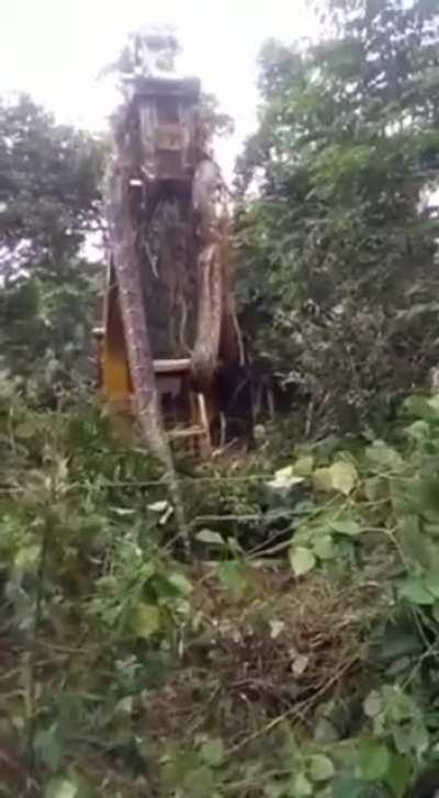 Huge Snake Found in Dominica